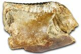 Fossil Woolly Mammoth Partial Lower Jaw with M - North Sea #370405-1